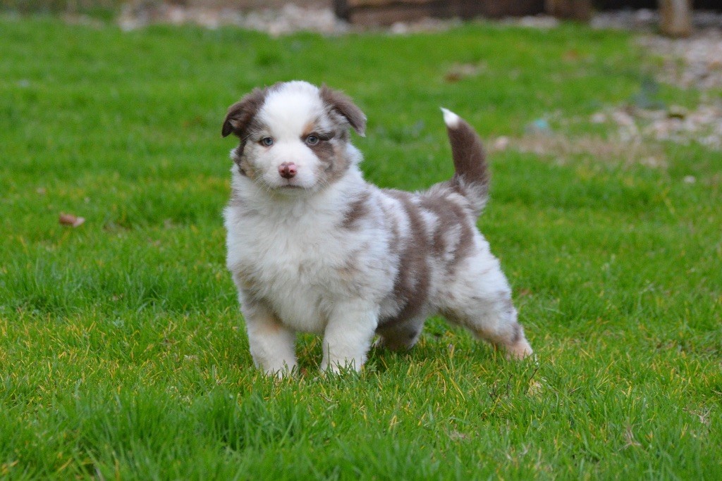 Des hauts briffauts - Berger Américain Miniature  - Portée née le 22/11/2023